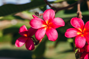 red frangipani flower with green leaf
