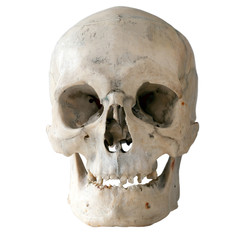 Human skull in full face. The skull of an adult. Isolated on white.