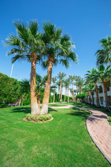 Fototapeta premium palm tree and green lawn