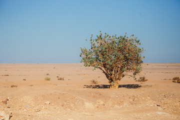 Fototapeta na wymiar desert green tree