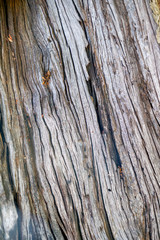 Obraz premium Texture & details of of tree trunk