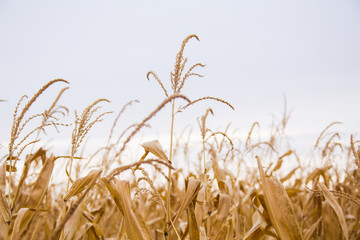 Images from a cornfield