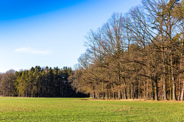 Obraz premium Spring landscape. Field with grass and blue sky.