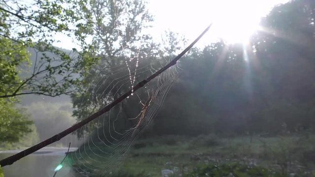 close view spider sits on web wind sways dew drops thread against green trees and river in summer morning sun rays