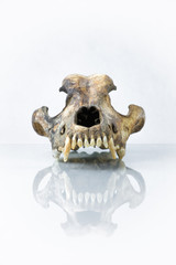 front view of dog skull with white background and reflection