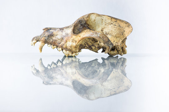 side view of dog skull with white background and reflection