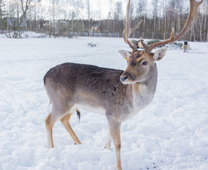 Obraz premium Portrait of a white-tailed deer in winter against the background of white snow.
