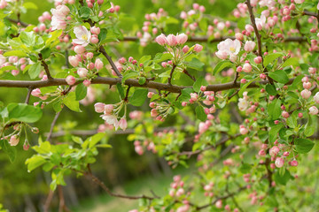 Branches of blossoming wild apple tree against spring forest in cloudy day. Beautiful natural background. Selective focus