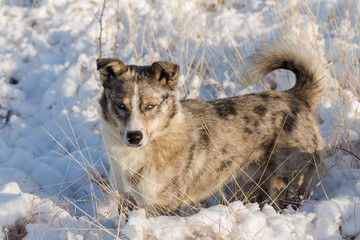 Dogs play in the snow in winter, Beautiful portrait of a pet on a sunny winter day	