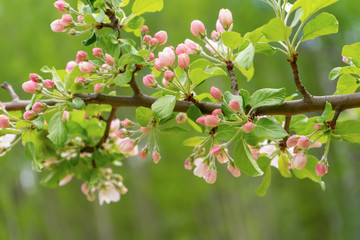 Branch of blossoming wild apple tree against spring forest in cloudy day. Beautiful natural background. Selective focus