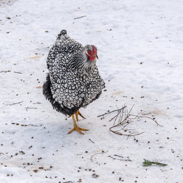 White-black-gray chicken Wiandot walking in the snow.
