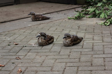 オーストリアイシチドリ