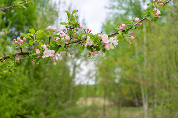 Branch of blossoming wild apple tree against spring forest in cloudy day. Beautiful natural background. Selective focus