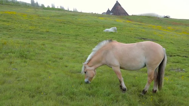 Norwegian Fjord Horses - Fjordings. Norwegian horse in the meadow. Portrait of nice fjord horse stallion