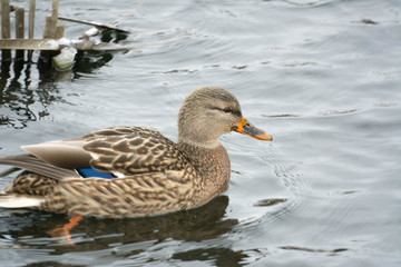 Mallard duck female.