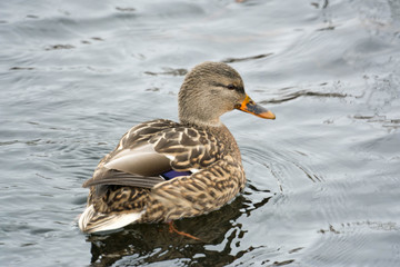 Mallard duck female.