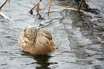 Mallard duck female.