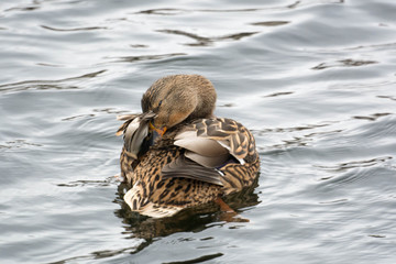 Mallard duck female.