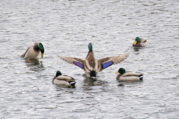 Duck. Mallard drake. Mallard duck female.