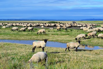 Fototapeta premium French sheep
