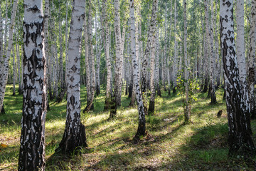 Obraz premium Image with birch forest.