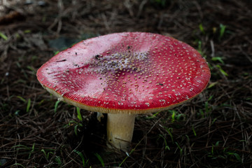 Fly Agaric Mushroom in West Coast Forest