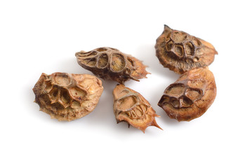 Seed of Onobrychis or sainfoins. Isolated on white background