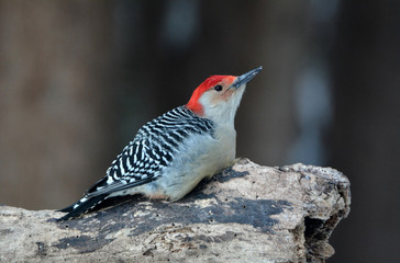 Red Bellied Woodpecker