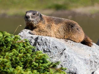 Murmeltier, das auf einem Felsen liegt und in die Kamera schaut