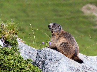 Murmeltier, das auf einem Felsen sitzt