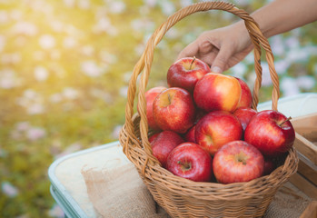 Farmer hand put healthy organic fresh red apples in to the basket