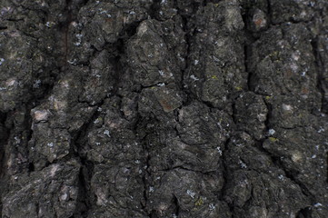 bark of a tree