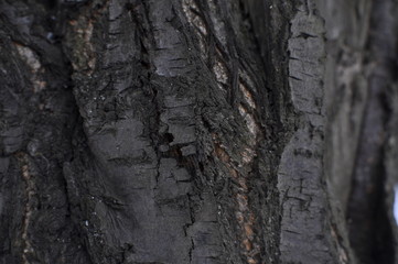 bark of a tree