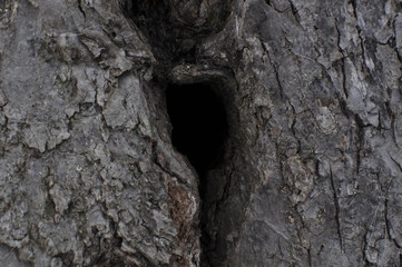 texture of bark of a tree