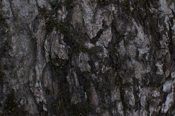 bark of a tree
