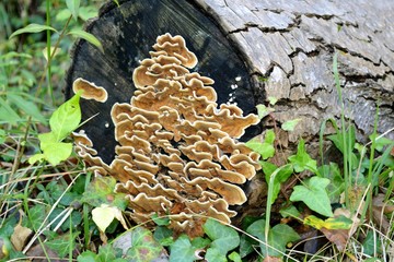Mushrooms in the trunk