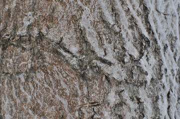 bark of a tree
