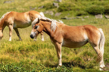 Obraz premium Brown and white wild horses in mountain