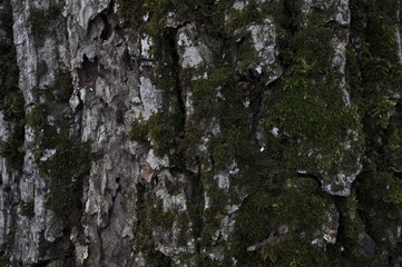 bark of a tree