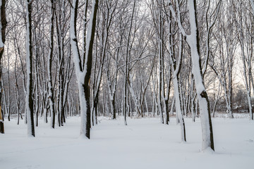 White winter in the park