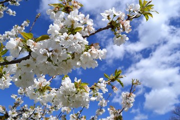flower to heaven