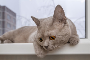 Noble proud cat lying on windowsill. The British Shorthair with gray fur. Closeup, selective focus