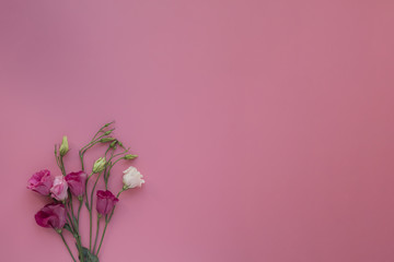 multicolored eustomas on a pink background
