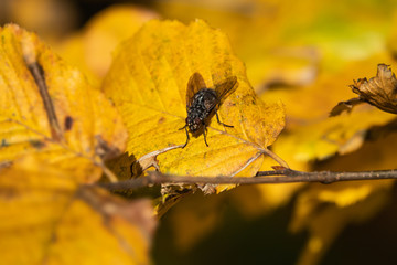 Flesh Fly on Leaf in Autumn