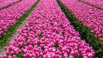 Tulpenzucht
