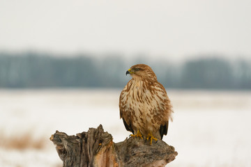 Photo of common buzzard buteo buteo on a tree