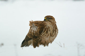Common buzzard buteo buteo on winter field