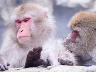 Japanese Snow monkey Macaque in hot spring Onsen Jigokudan Park, Nakano,now Monkey Japanese Macaques bathe in onsen hot springs at Nagano, Japan.