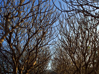A plumeria tree with branches forming a wonderful walkway in Nan, Thailand