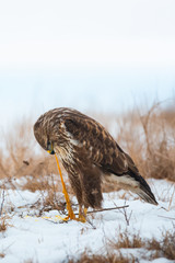 Common buzzard eating meat on the snow